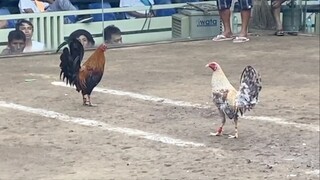 Dome Vs Alimbuyugin, 110k PARADA NAKASAHAN LUCENA VS SARIAYA #SABONG 2HITS CHAMPION
