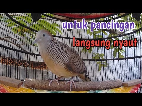 Perkutut lokal gacor suara lantang cocok untuk pancingan.