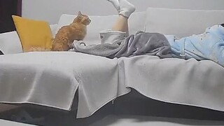 Orange bertemu dengan saingan kuat dalam kehidupan kucing!