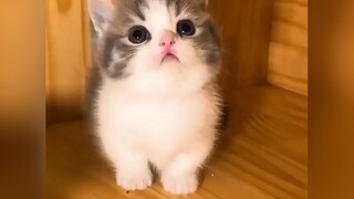 [Thú cưng/Mèo] Mèo này là mèo hệ đáng yêu nha~