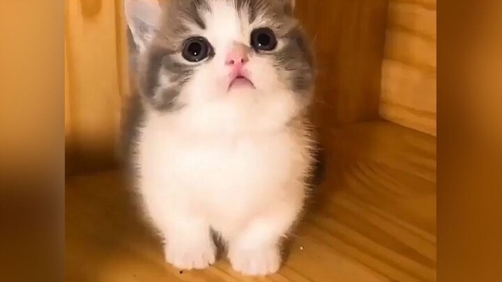 [Thú cưng/Mèo] Mèo này là mèo hệ đáng yêu nha~