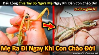 Đau Lòng Khi Pet Cưng Ra Đi Lúc Đàn Con Chào Đời Nhưng Bản Thân Bất Lực || Review Giải Trí Đời Sống