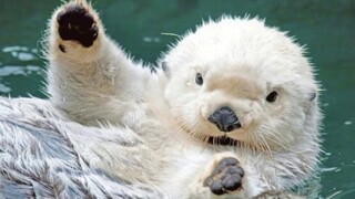 Sea otters, so cute! So cute! It's a foul!