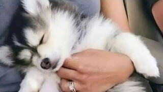 most hilarious and funny animal videos shorts trending 😆 🤣 2024 #funny #fypシ゚viral #fyptiktok