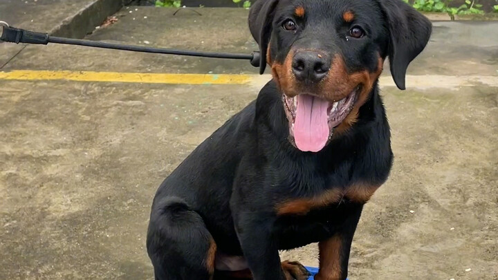 การฝึกซ้อมของเจ้าเสือดาวดำน้อยวันนี้ น้องตัวเล็กๆ ยิ่งโตยิ่งหล่อขึ้นทุกวันเลย 👍 #สัตว์เลี้ยงน่ารัก #