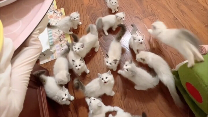 Save this for bedtime—this cute kitten cuddling with its fluffy little body is the ultimate sleep ai