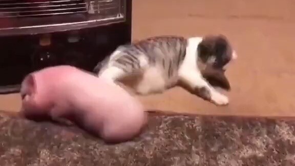 บูลลี่เหมียว