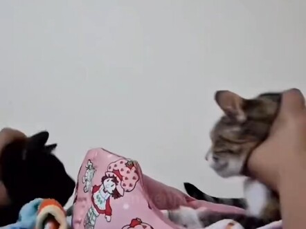 The Happiness of Two Kittens