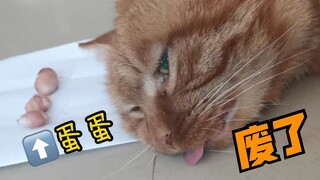 流浪猫：我就上门讨口饭，你却割我蛋...