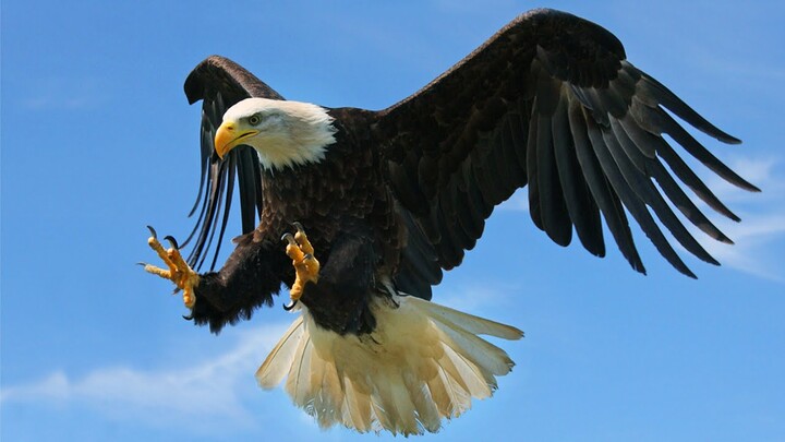 Tiếng chim đại bàng kêu - hình ảnh và tiếng đại bàng kêu - Eagle sound