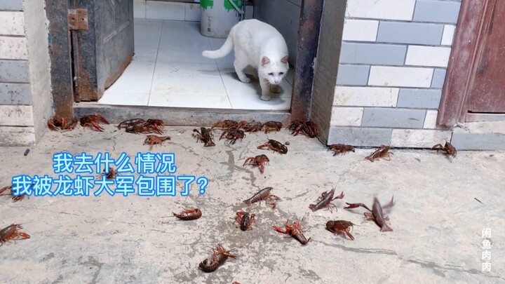 Cepat datanglah! Aku telah dikepung oleh pasukan lobster. Selamatkan aku, dan aku akan memberimu 100