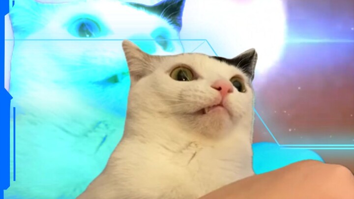 القط: وُلِدَ من أمي