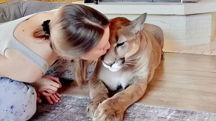 Không có con sư tử núi nào thoát khỏi những lời tâng bốc rực rỡ của mẹ