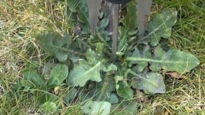 Every carrot has its own hole.