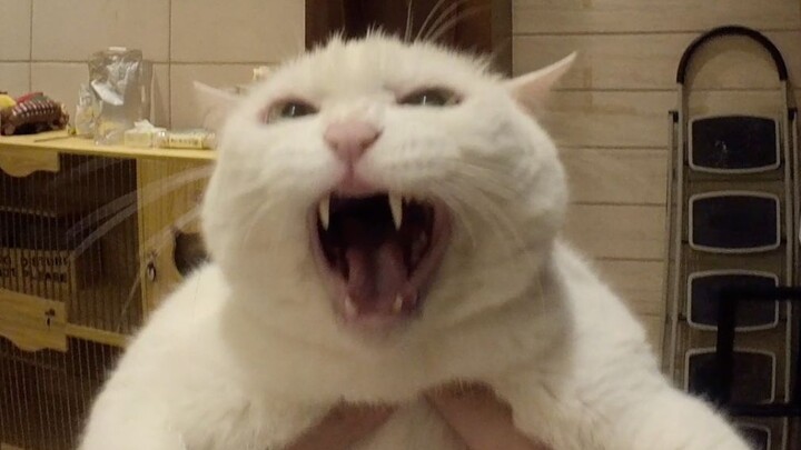 I said “hold the cat,” not “hold the pig”...