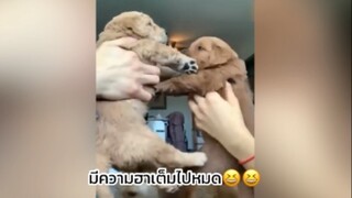 ความน่ารักมาพร้อมกับความฮา