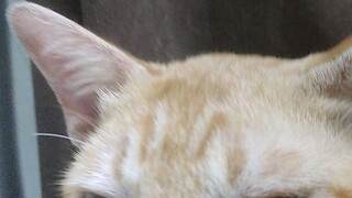oyen