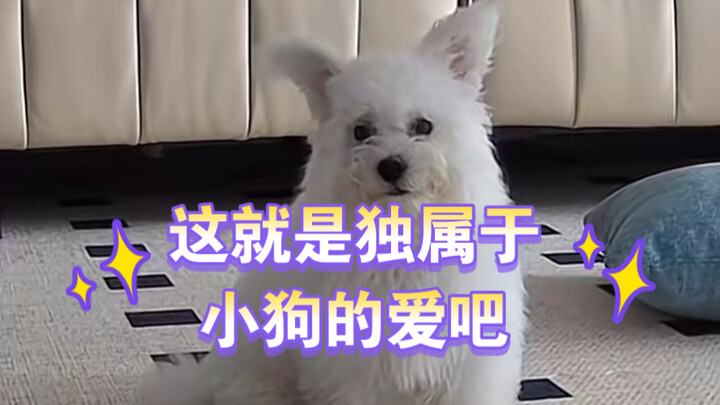 "So this is how a puppy spends its day when the owner leaves home."