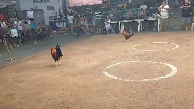 Backyard breeder,  pero Grabi ang Sayaw parang putakti