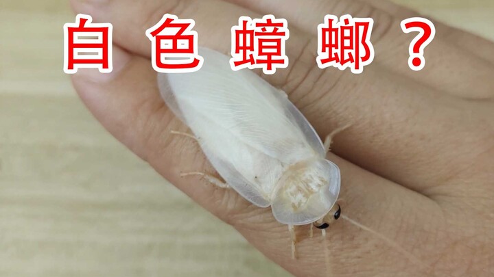 你肯定没见过！最漂亮的白色蟑螂！还可以上手玩哦！