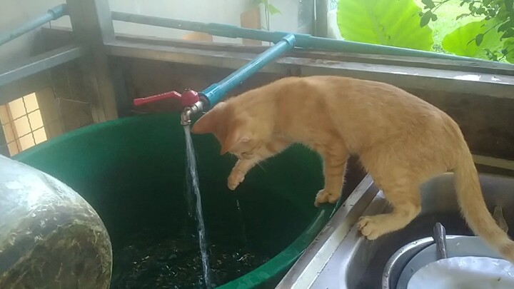 ระวังตก