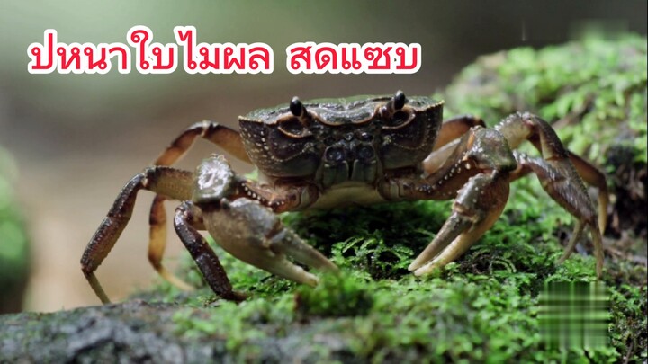 ปูหน้าใบไม้ผลิ สดแซบ