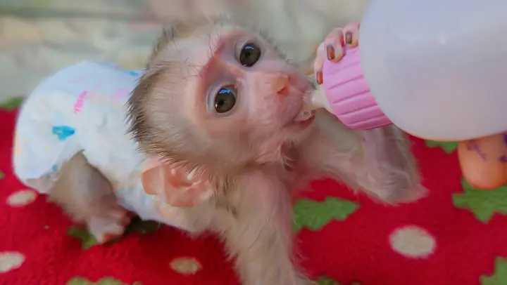 Very Handsome Boy!! Mom Continuously Feeding Milk To Tiny Baby Monkey Luca after playing with Mom