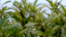 น้ำผึ้งขม EP.8