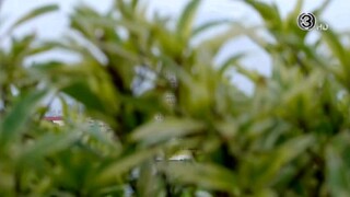 น้ำผึ้งขม EP.8