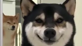 [Animals]Funny videos of dogs