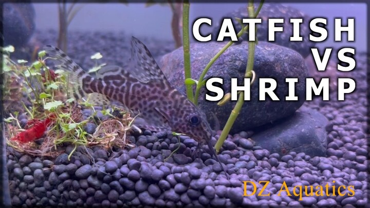 Shrimp and Catfish in one tank