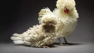 This painting actually hides Kun Kun! (This video has blocked ikun.)