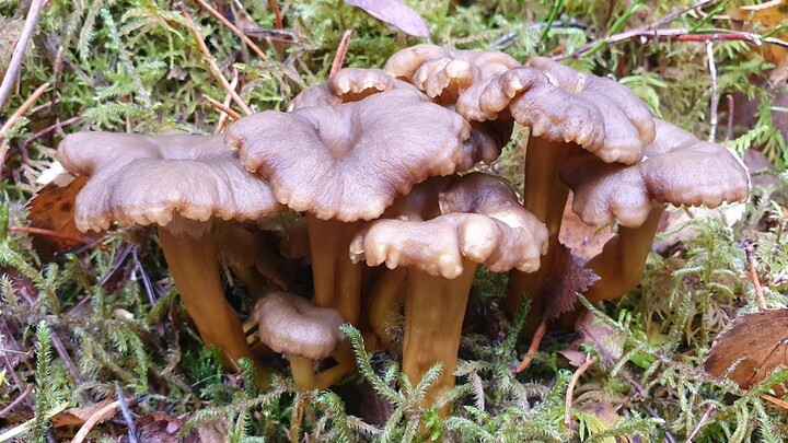 เห็ดหนังไก่ เห็ดมันปูดำ อวบๆ งามๆ | Hadgehog Mushroom, Funnel Chanterelle | Piggsopp, Traktkantarell