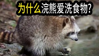 Why do raccoons love to "wash" their food? Do they have OCD?