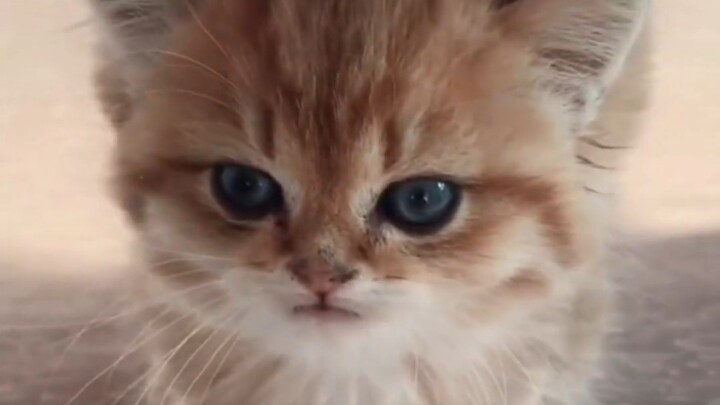 High milk production—viewer discretion advised