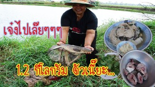 ปลาช่อนตัวเดียว 1.2 กิโลกรัม ฝือมือน้องวาวา กับเมนูแกงหน่อไม้ส้ม ปลาค่อใหญ่