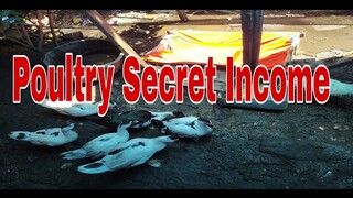 #Poultry Secret #Income Simple #Province #Life in #Philippines