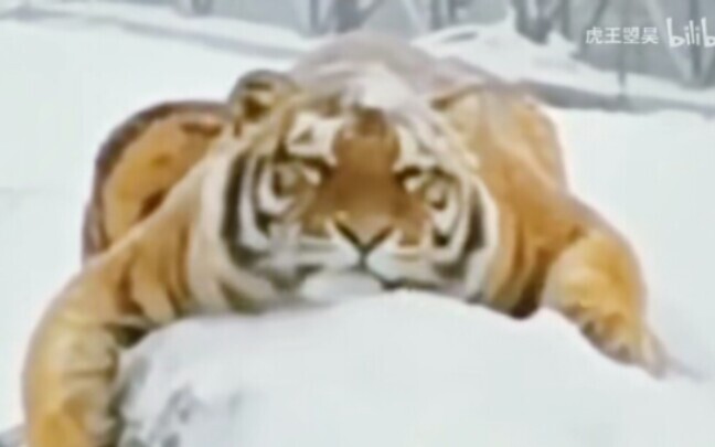 Northeast’s “Big Tiger” Having a Blast in the Snow