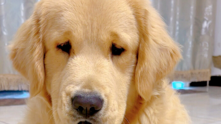 Dog: Another day of being fooled again