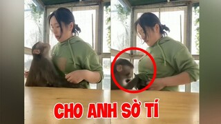 Những Con Vật Hài Hước Nhất Hành Tinh | Hài Động Vật Mới Nhất 2022 (P178)
