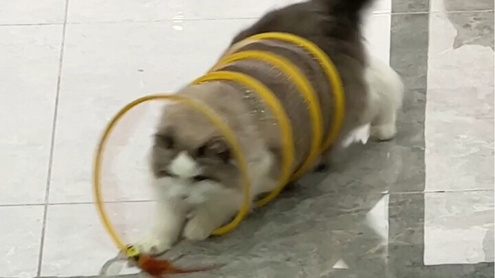 เอวใหญ่จนสวมอุโมงค์แมวได้เลย!