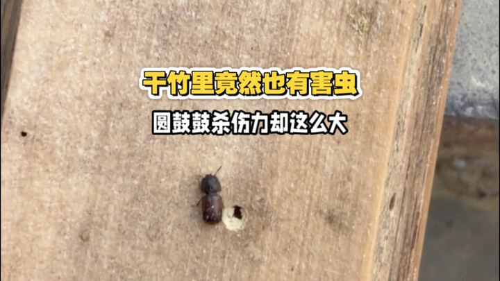 An entire barbecue restaurant was wiped out by these bugs, suffering heavy losses. How can we deal w