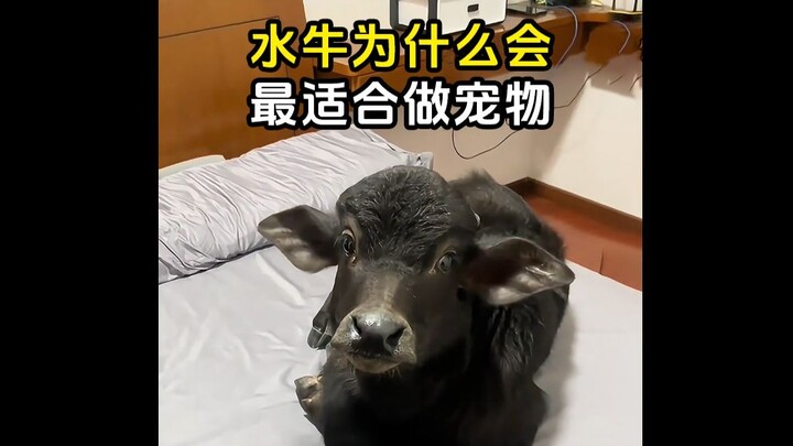 هل تعرف أي حيوان هو الأنسب كحيوان أليف؟