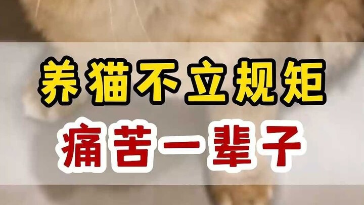 Don't spoil your cat—spoil it more, and it'll just get worse.