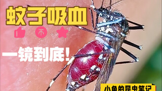 The creator personally offers themselves as bait for mosquitoes, filmed in one continuous shot, all 