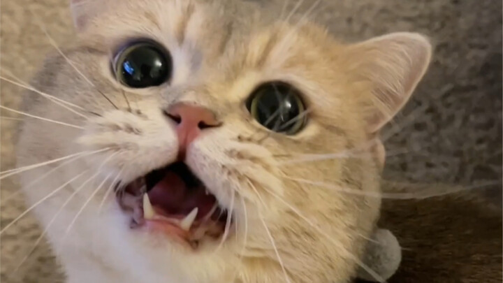 Little Black Pig: I need to see the words "smart" on the public screen! (Proud face)