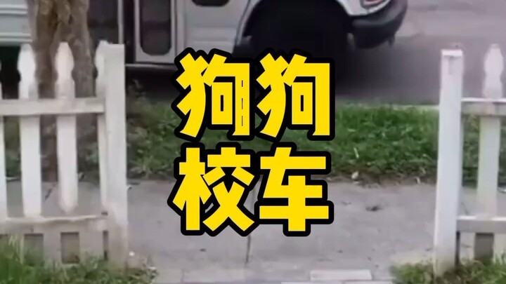 Bus sekolah anjing—lihat betapa bersemangatnya si anjing saat naik bus! Pasti dia sudah bertemu bany