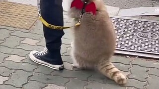 Rakun: Aku sama sekali tidak melakukan apa-apa, aku hanya ingin memeluk saja! #RakunKecil