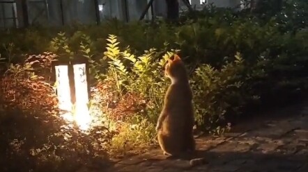 "Waktunya Kembali ke Negeri Kucing"