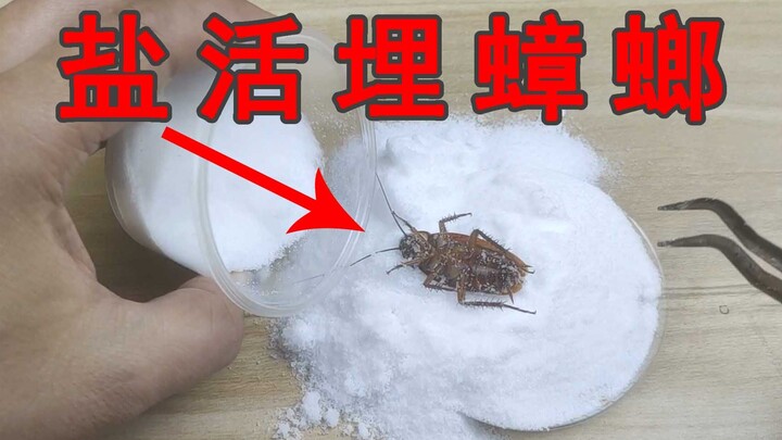 How long can a cockroach survive if you bury it alive in salt?